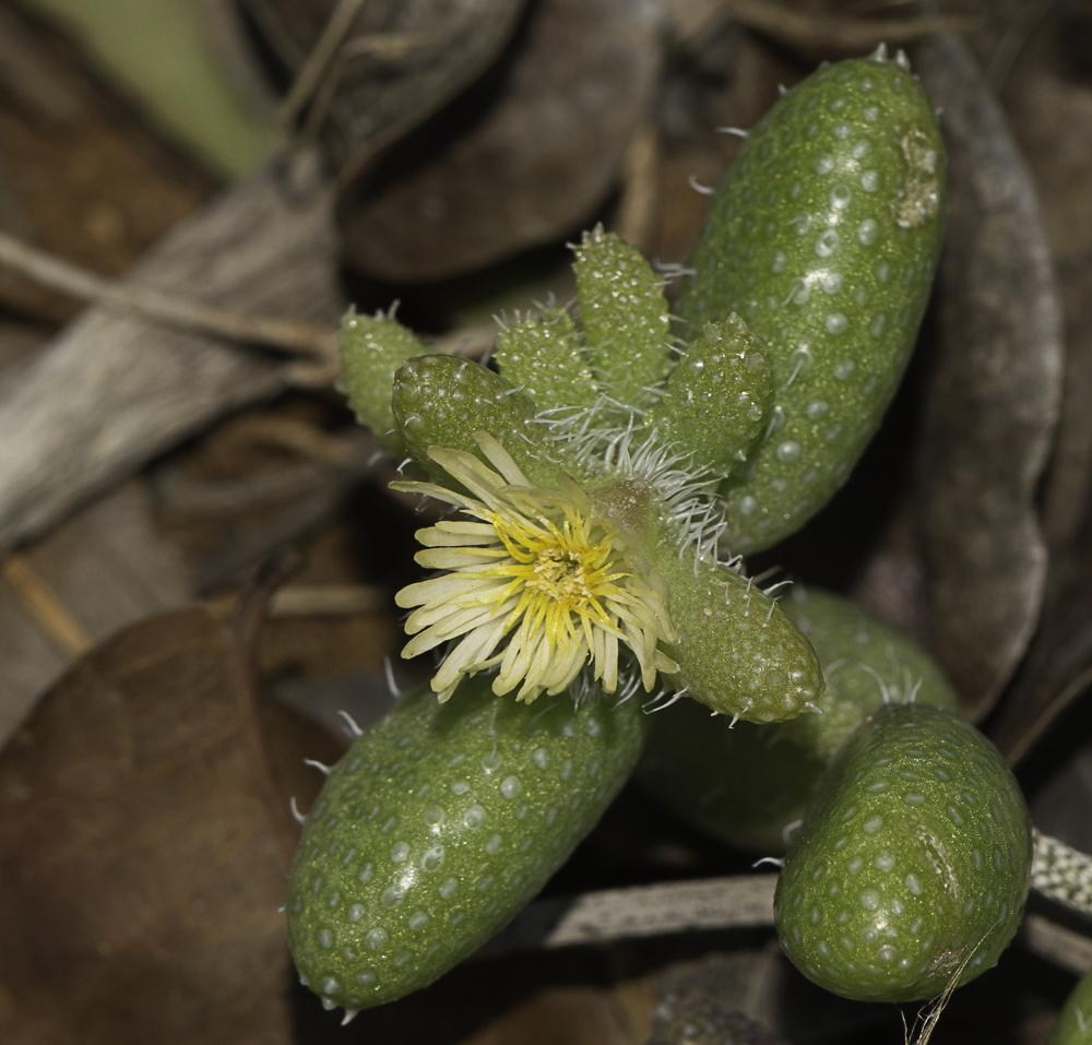 Изображение особи Delosperma echinatum.