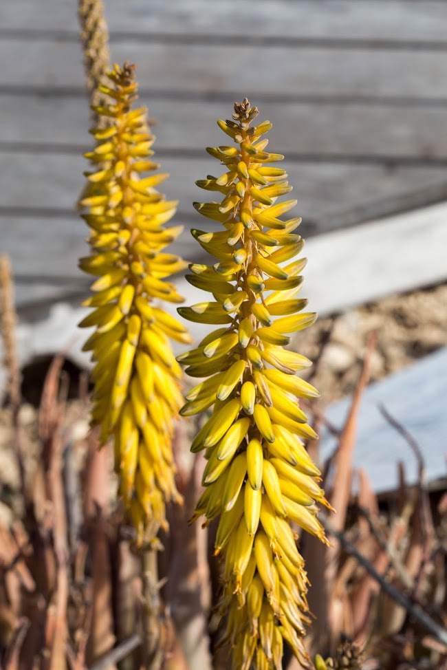 Image of Aloe vera specimen.