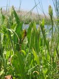 Polypogon monspeliensis. Цветущие растения (на фоне листьев Alisma sp.). Западный Крым, верховья оз. Кызыл-Яр у впадения р. Тобе-Чокрак. 01.06.2018.