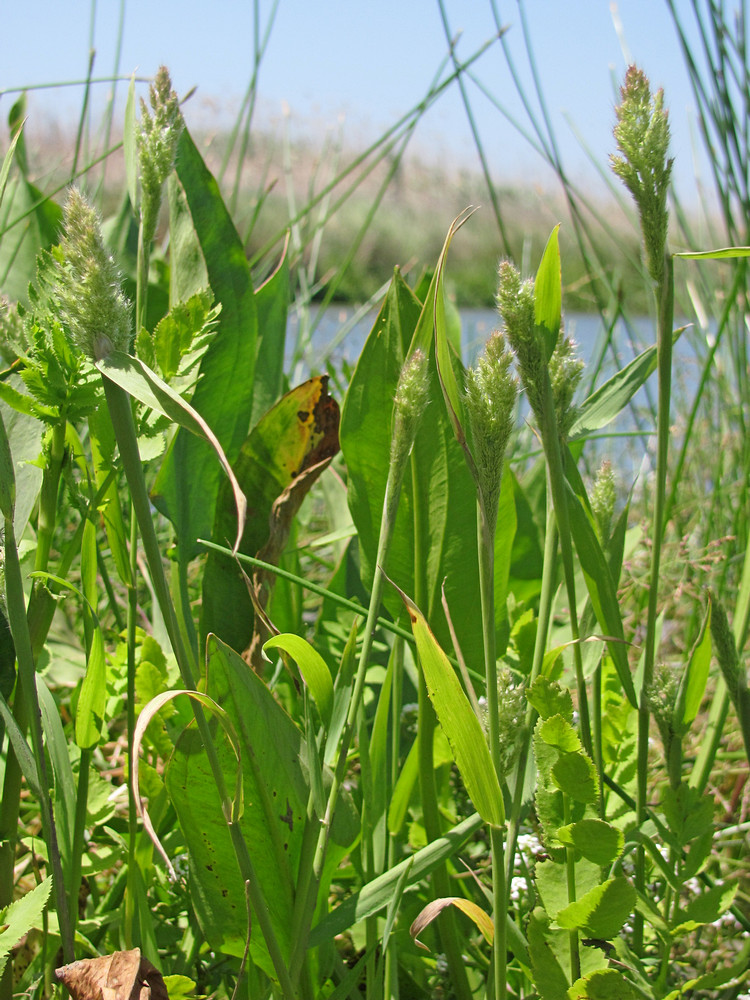 Изображение особи Polypogon monspeliensis.