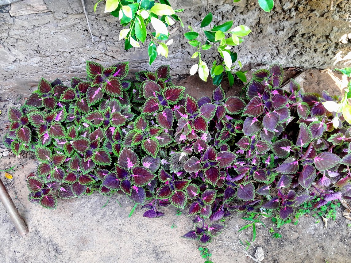 Image of Coleus scutellarioides specimen.