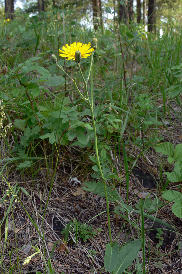 Изображение особи род Hieracium.