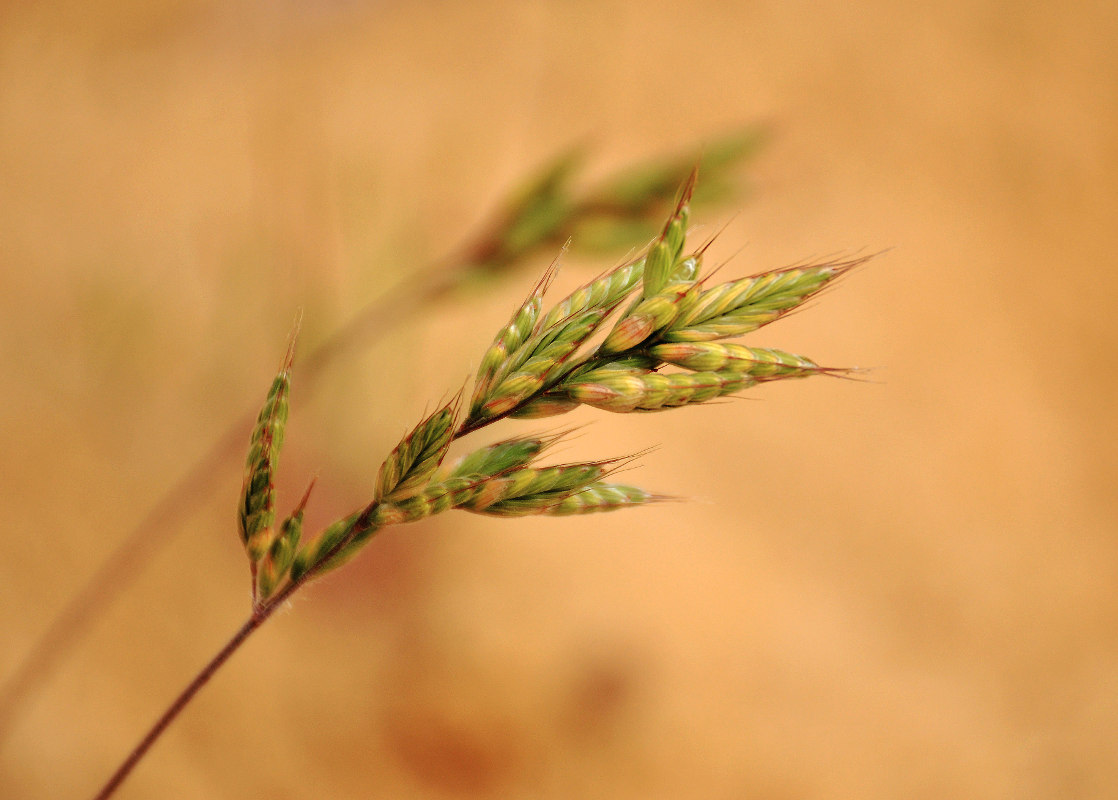 Изображение особи Bromus hordeaceus.