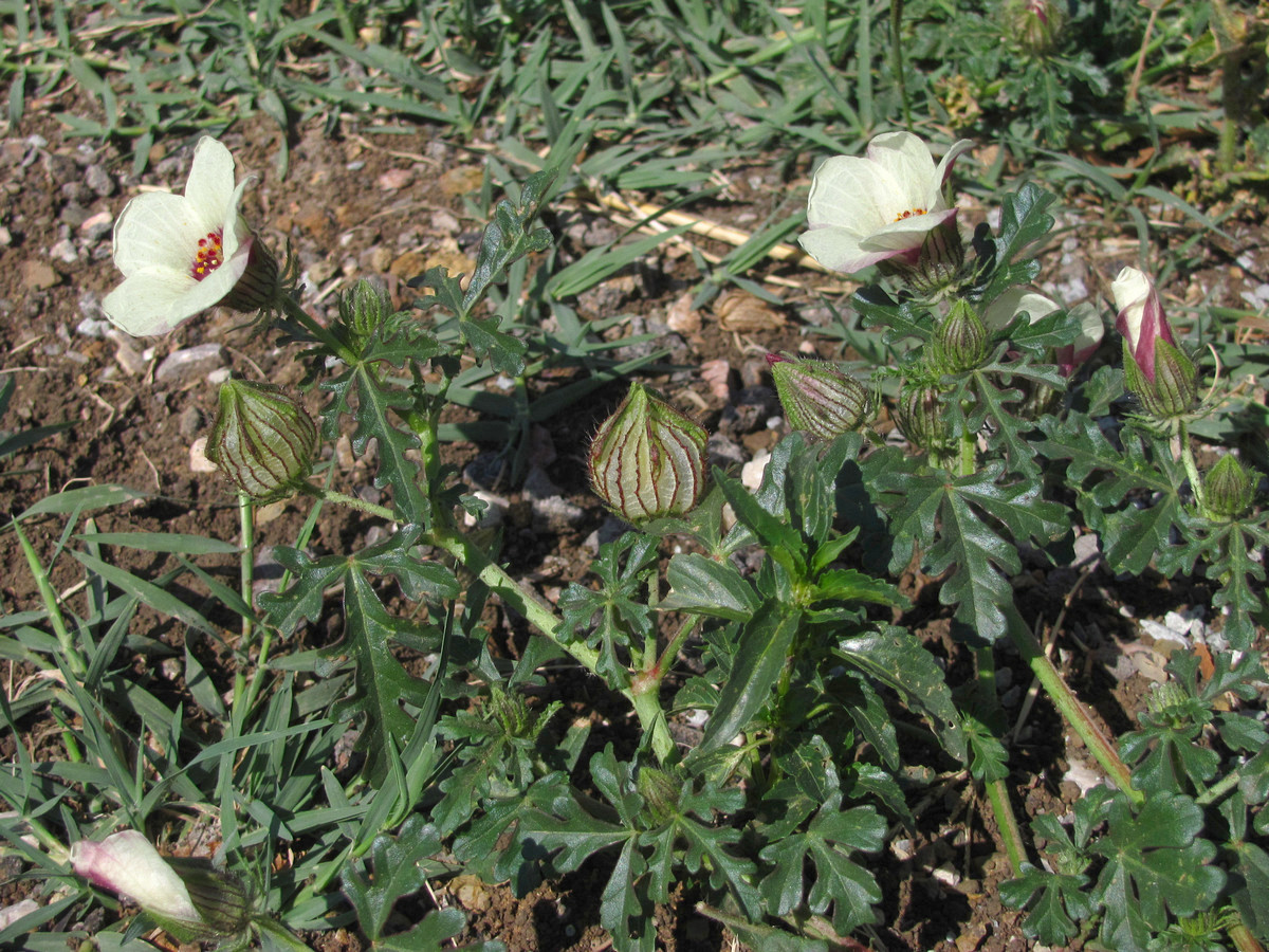 Image of Hibiscus trionum specimen.