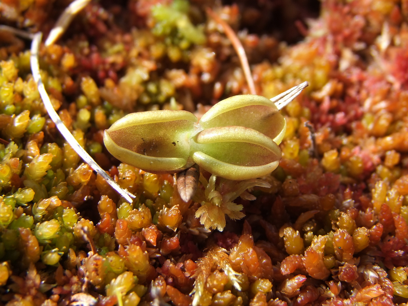 Изображение особи Pinguicula villosa.