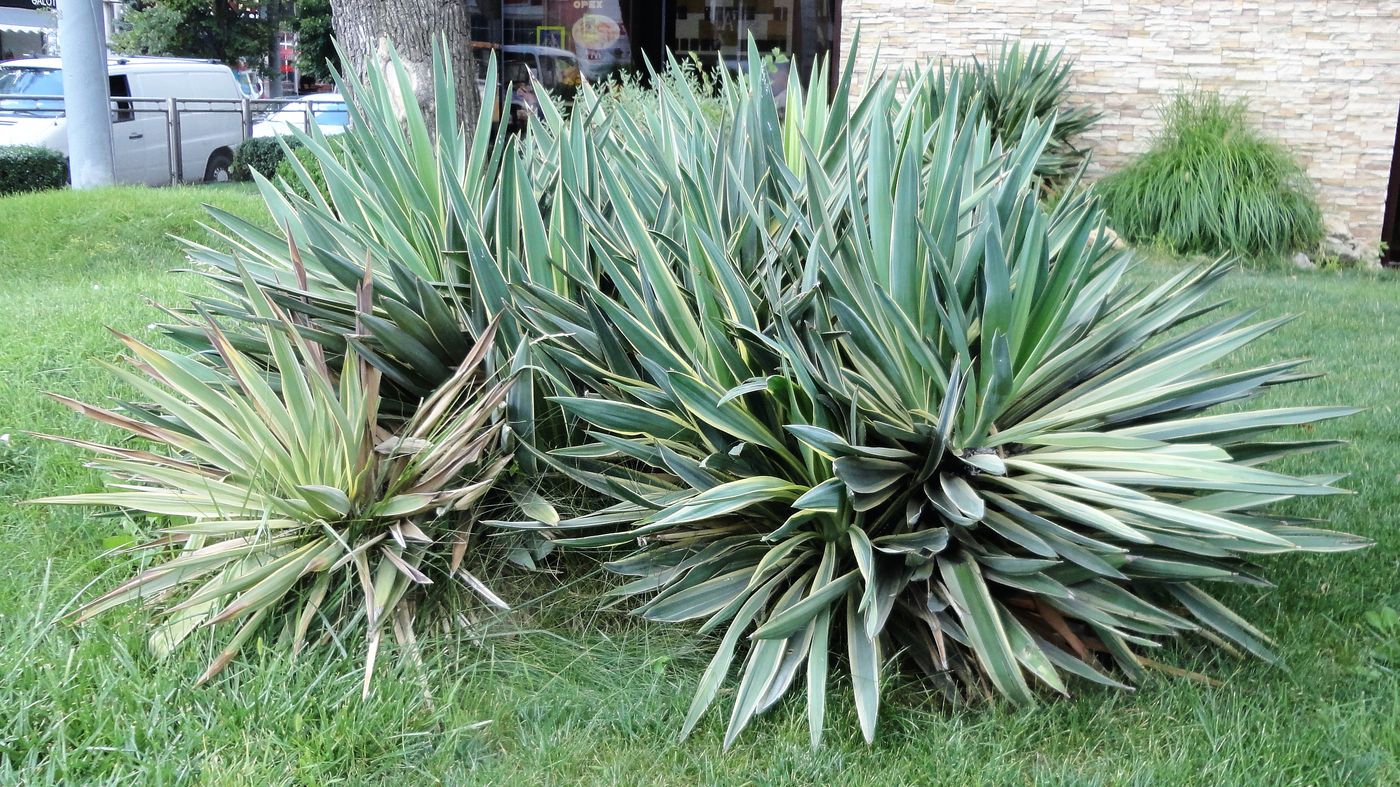 Изображение особи Yucca gloriosa.