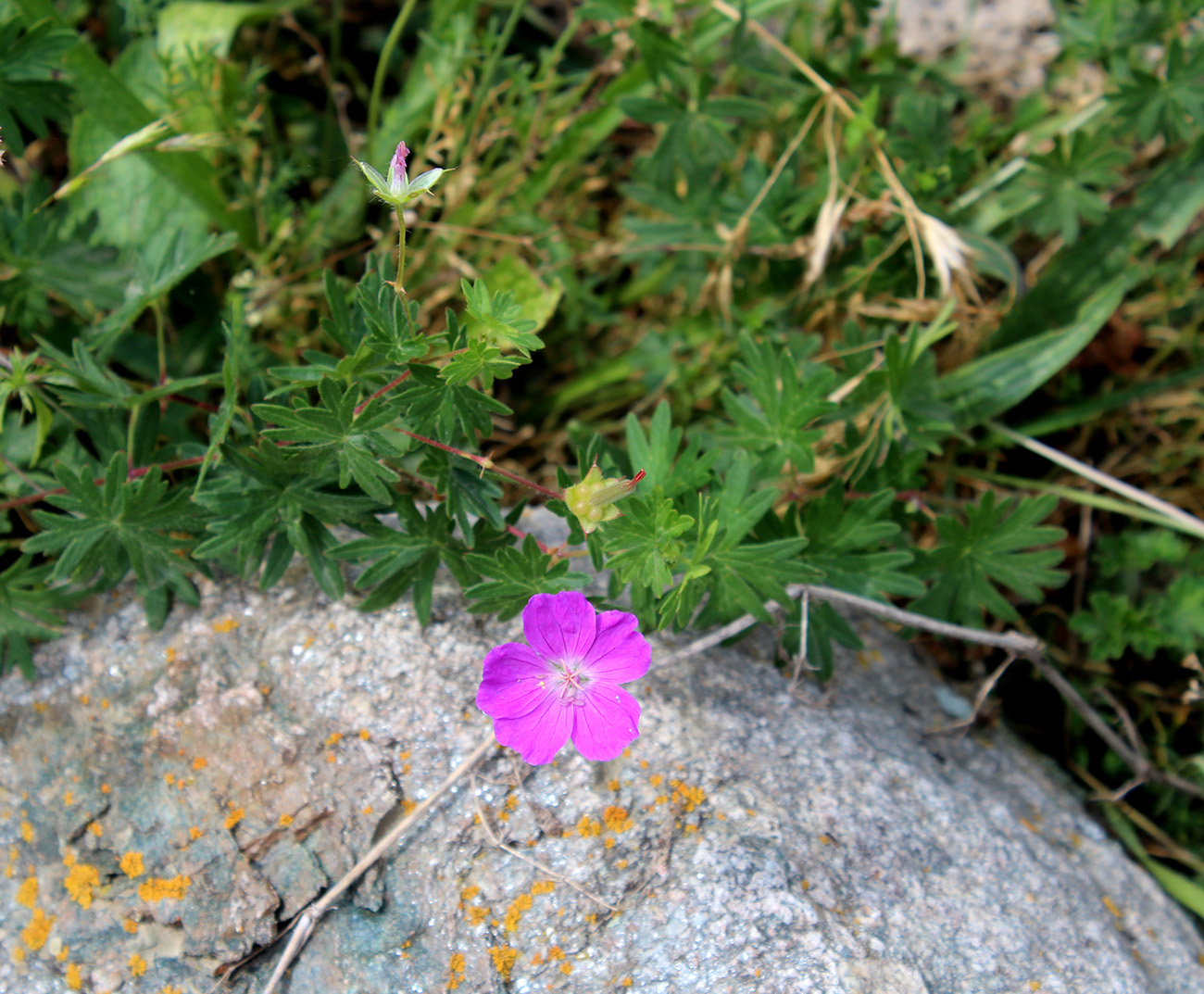 Изображение особи Geranium sanguineum.