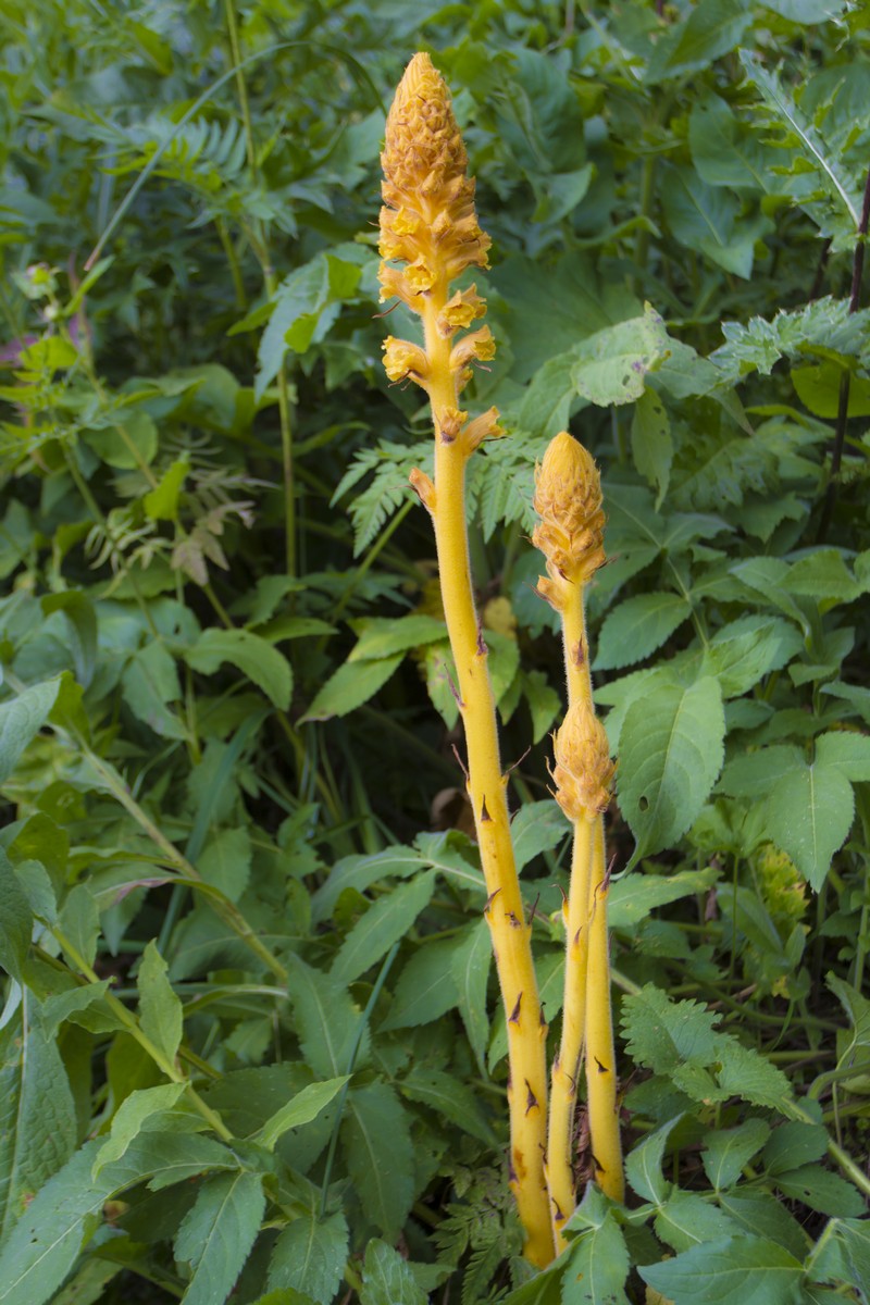 Image of Orobanche flava specimen.