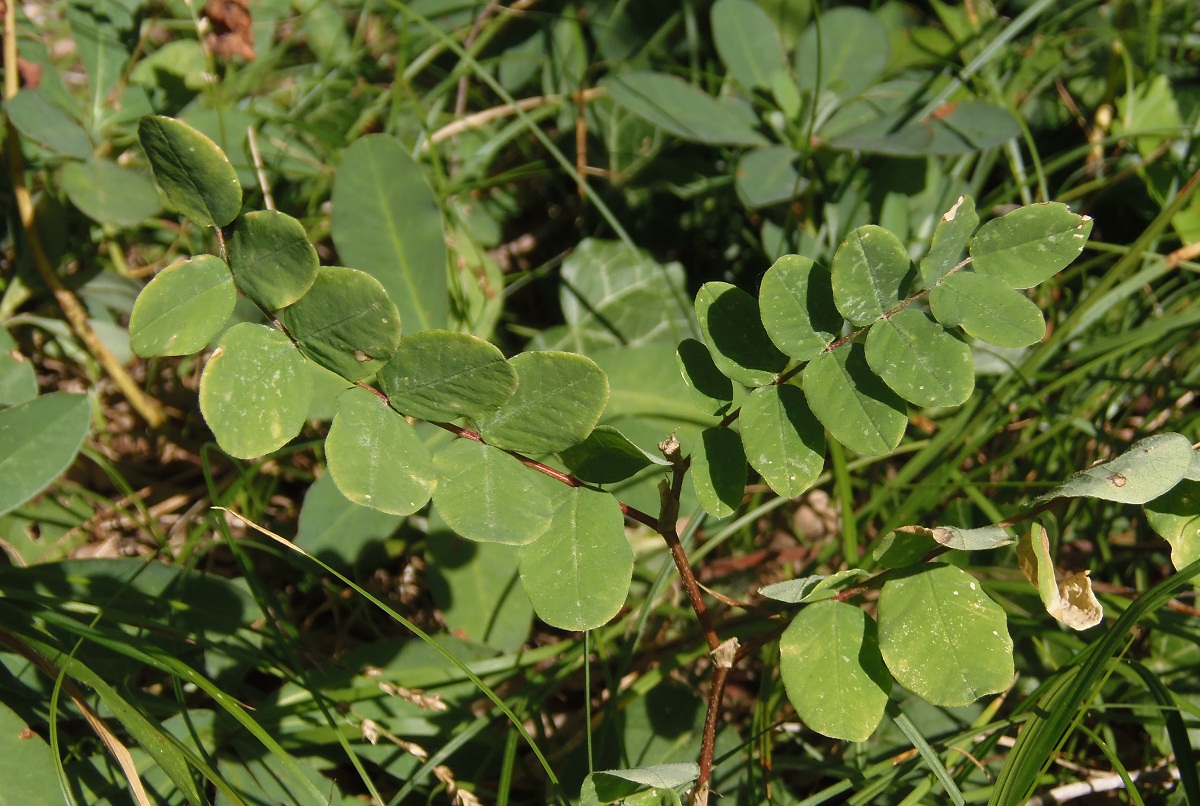 Изображение особи Astragalus glycyphyllos.