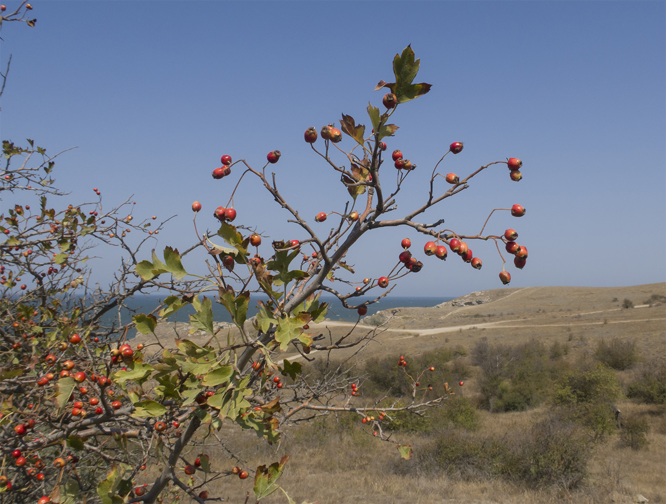 Изображение особи род Crataegus.