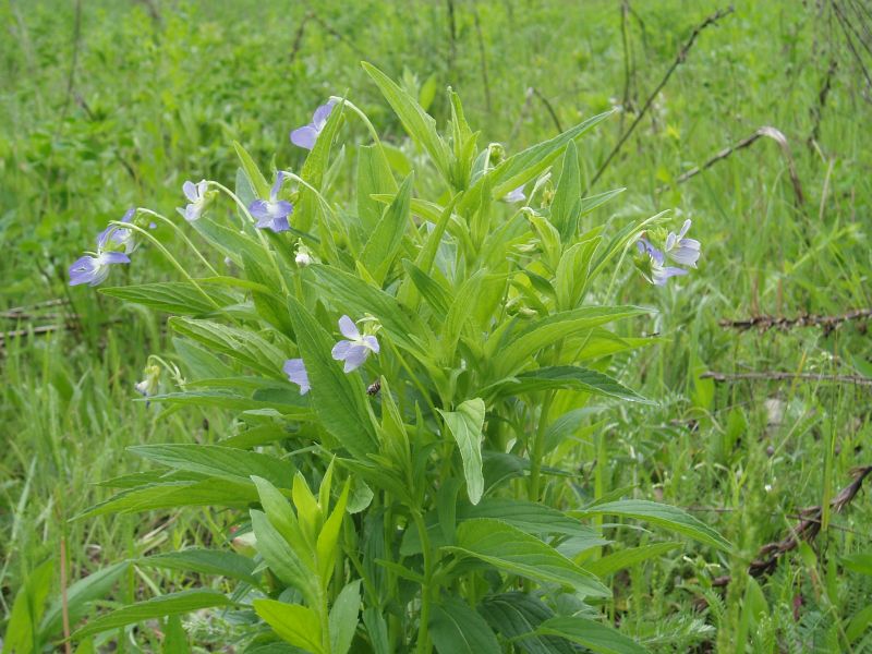 Изображение особи Viola elatior.