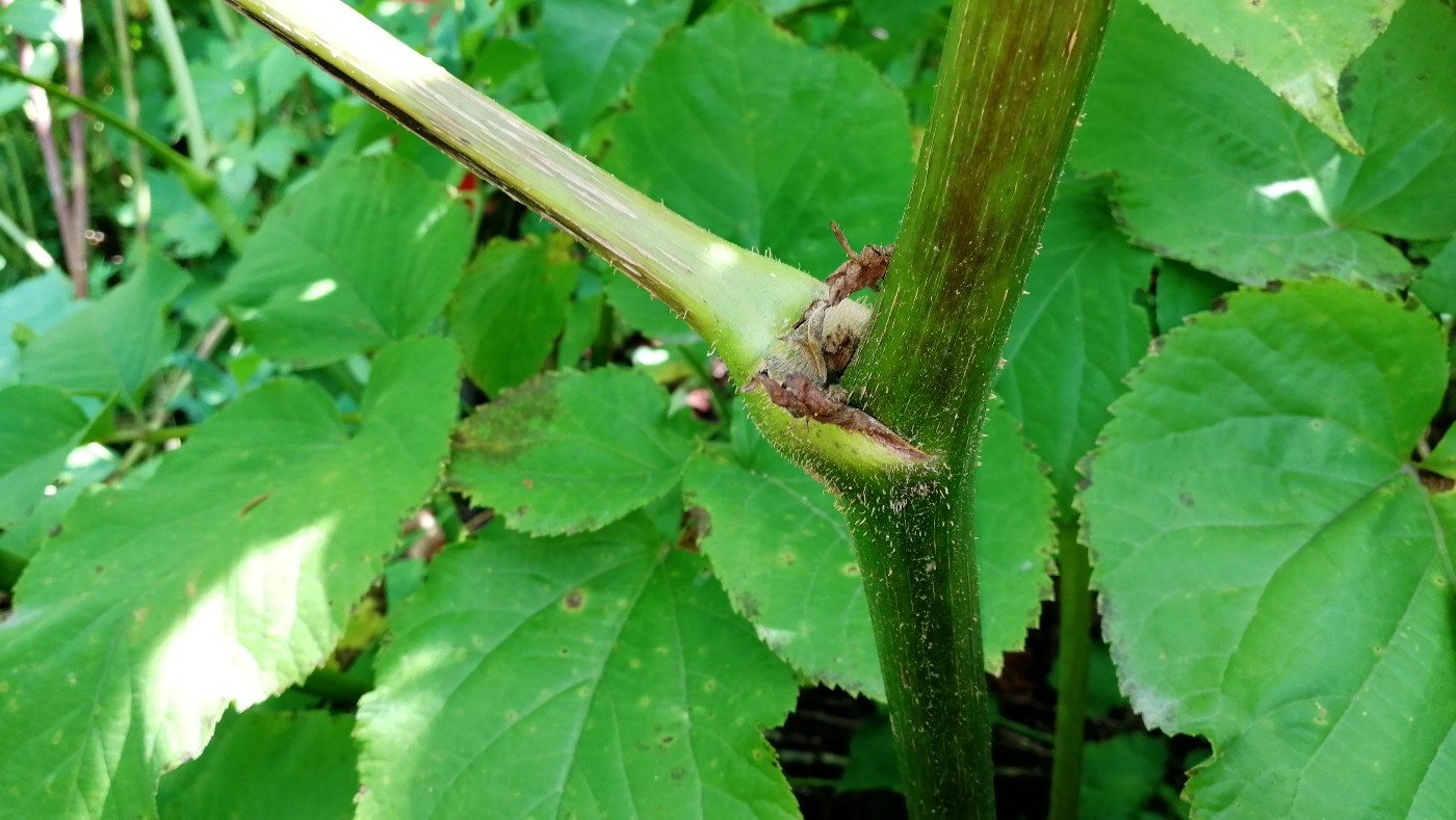 Image of Aralia cordata specimen.