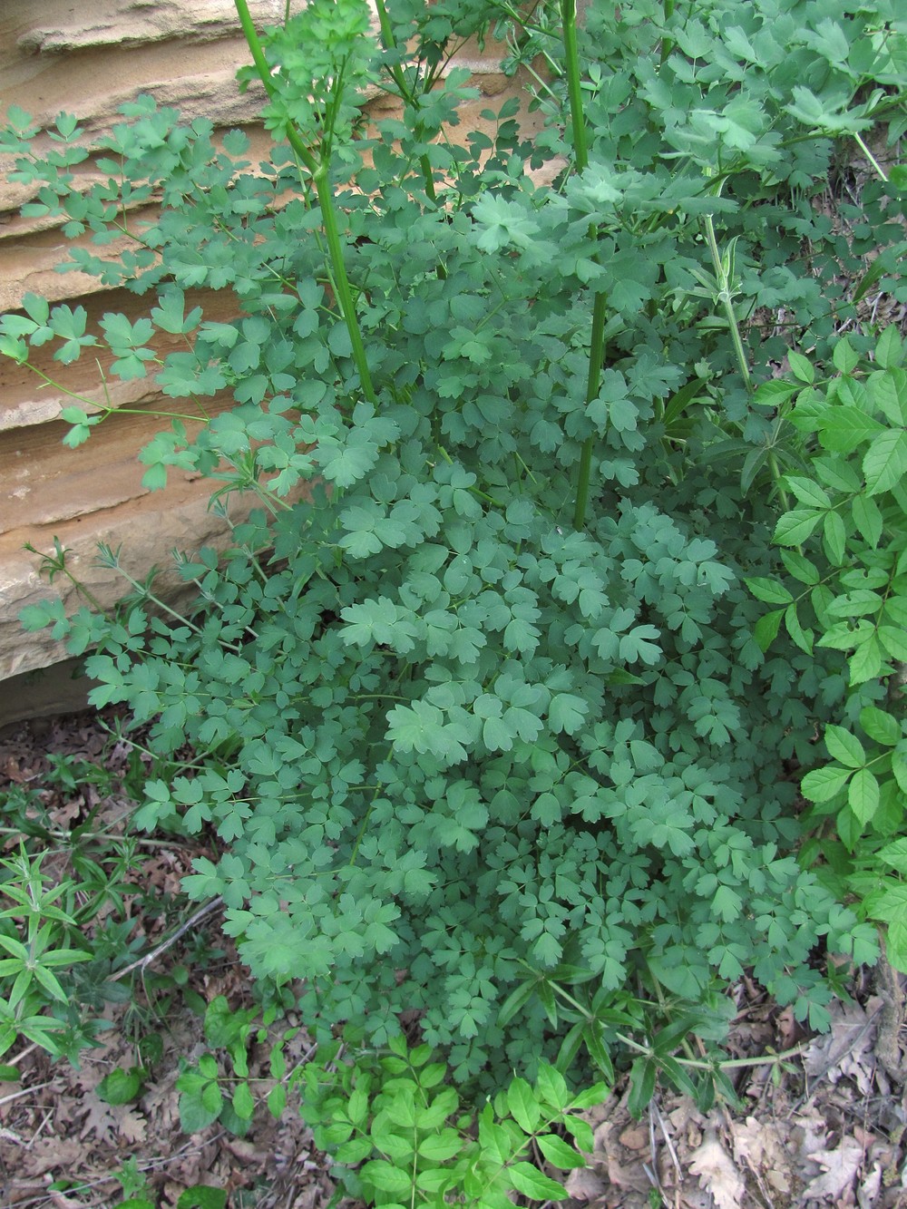 Image of Thalictrum minus specimen.