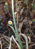 Ornithogalum arabicum