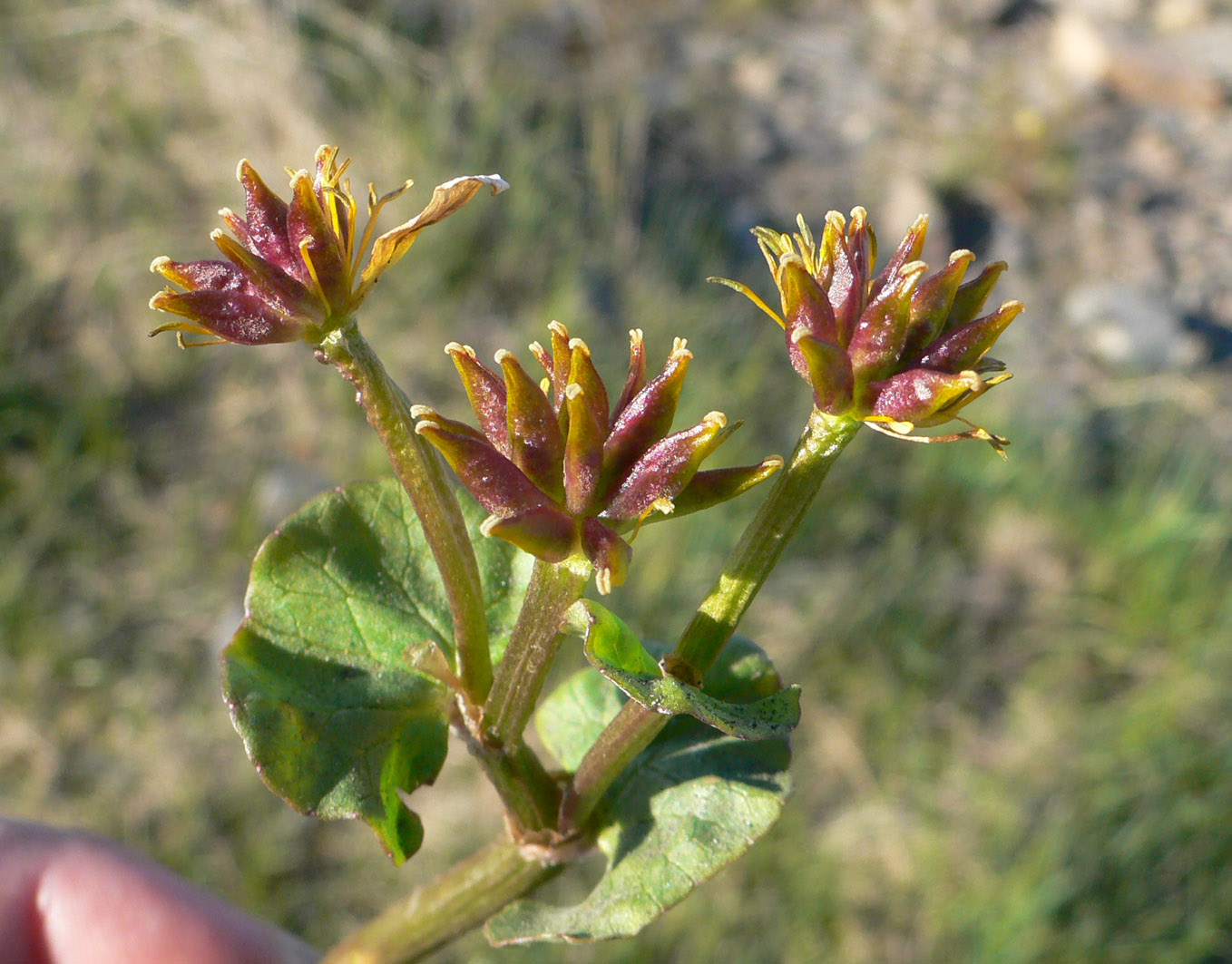 Изображение особи Caltha violacea.