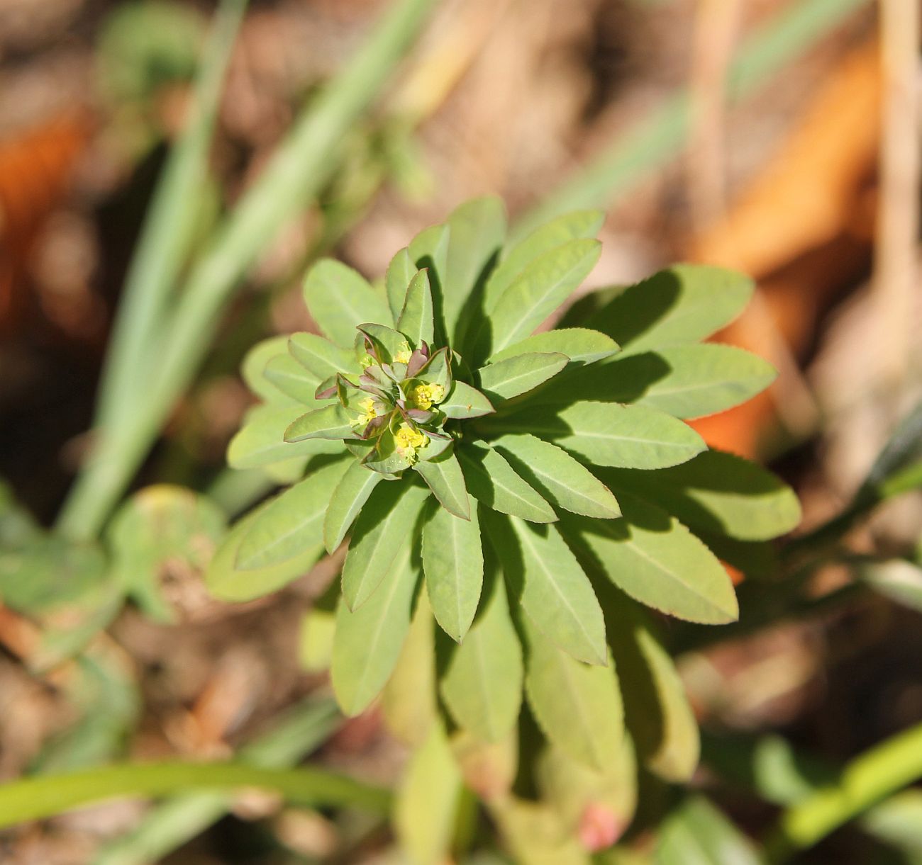 Изображение особи род Euphorbia.