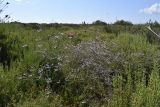Limonium narbonense