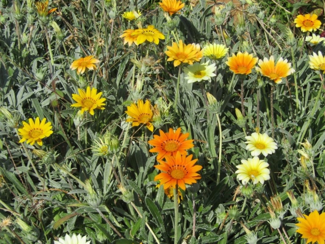 Image of Gazania &times; hybrida specimen.