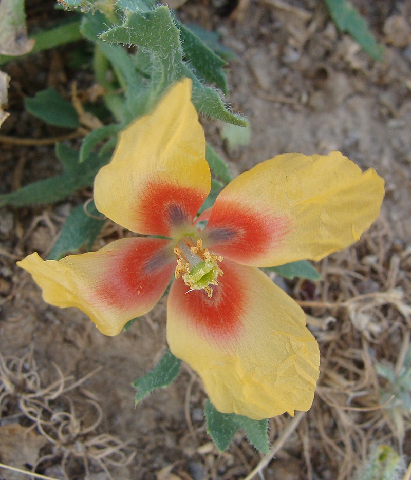 Изображение особи Glaucium corniculatum.