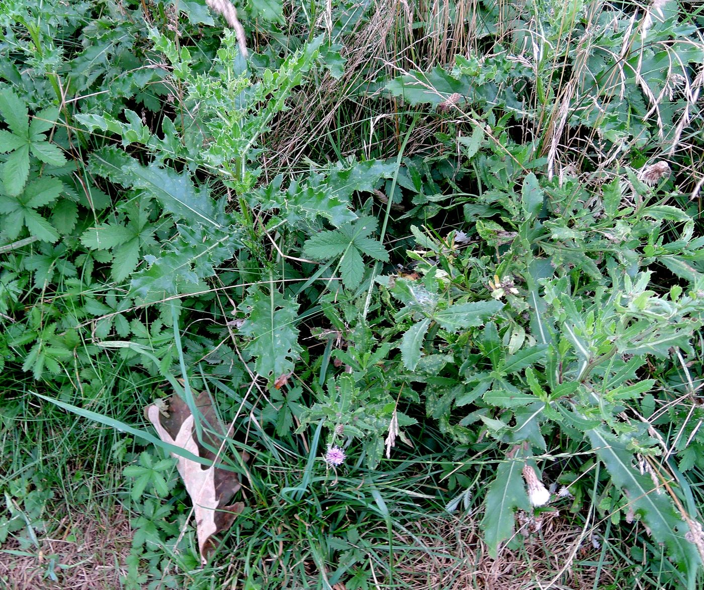 Image of Cirsium arvense specimen.