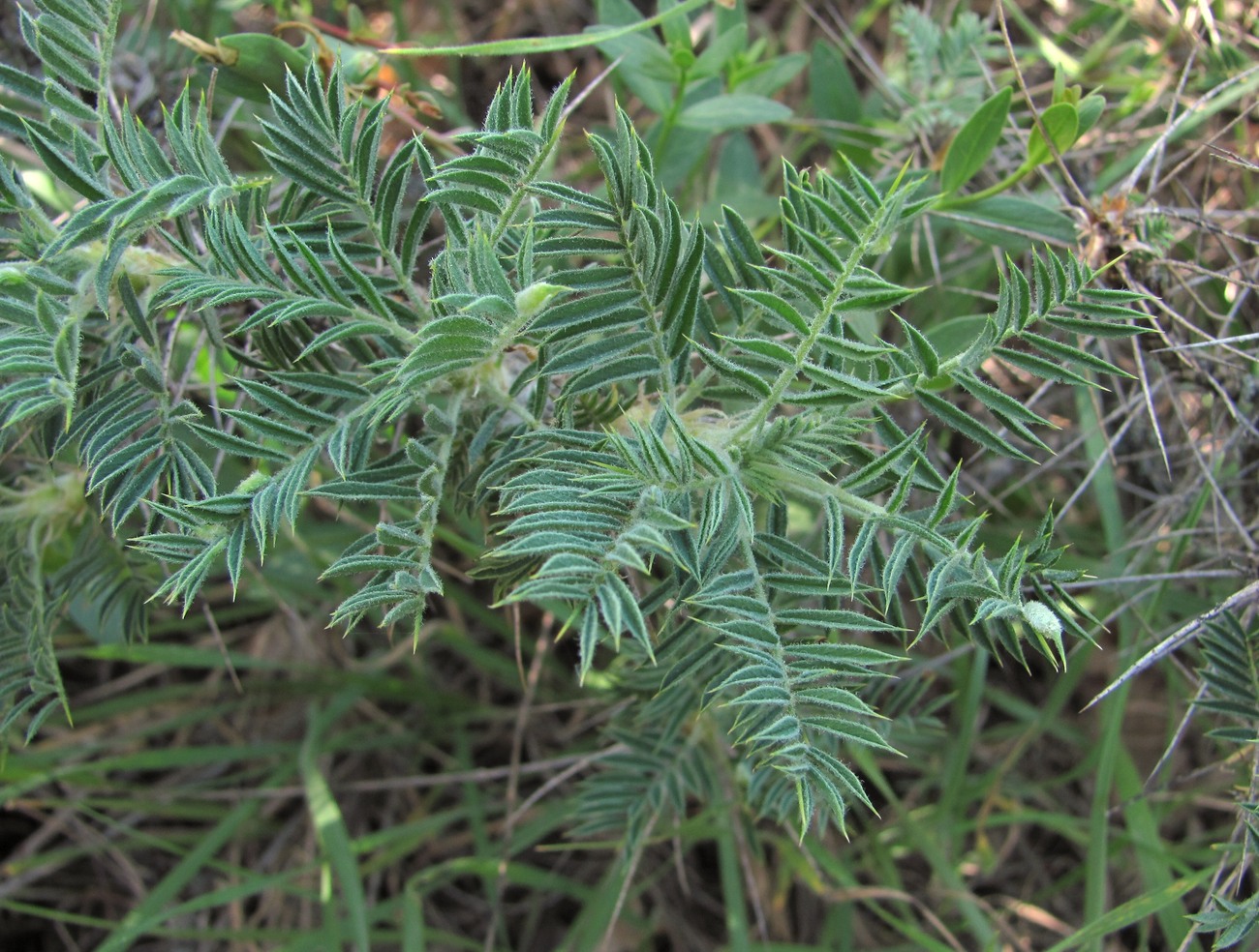 Image of genus Astracantha specimen.