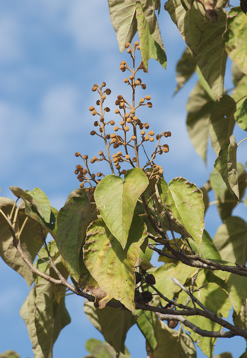 Image of Paulownia tomentosa specimen.