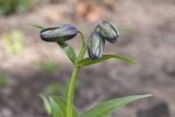 Fritillaria camschatcensis