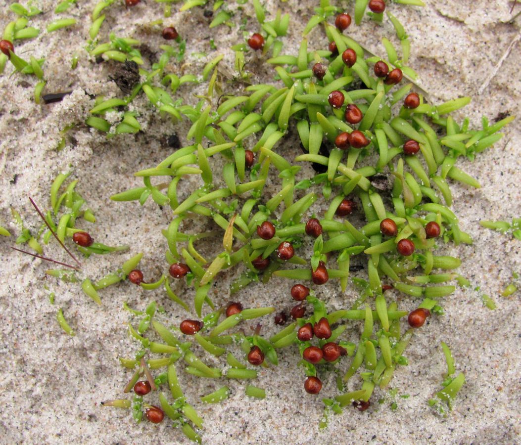 Image of Honckenya peploides ssp. diffusa specimen.