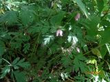 Dicentra formosa