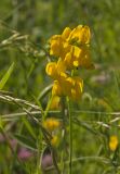 Lathyrus pratensis. Верхушка побега с соцветием. Пермский край, Верещагинский р-н, окр. дер. Усть-Сепыч, долина р. Лысьва, луг. 7 июля 2018 г.