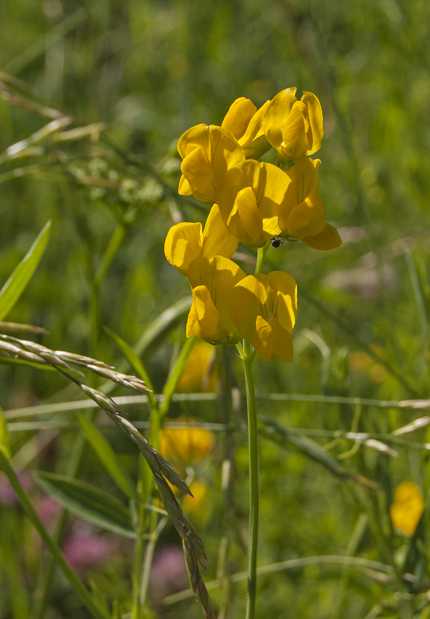 Изображение особи Lathyrus pratensis.