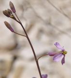 Moricandia arvensis