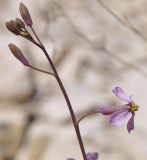 Image of taxon representative. Author is Роланд Цандекидис