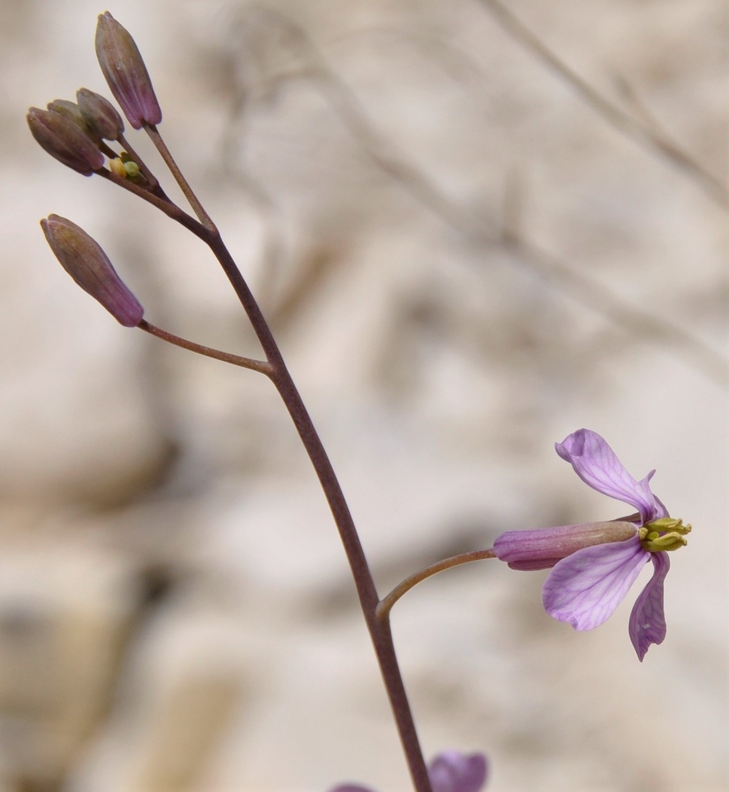 Изображение особи Moricandia arvensis.