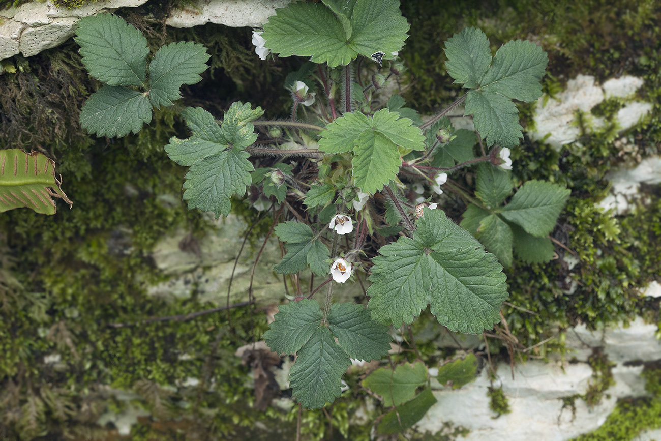 Изображение особи Potentilla micrantha.