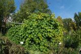 Vitis amurensis. Вегетирующее растение в сообществе с Eleutherococcus senticosus. Кировская обл., г. Киров, Ботанический сад Вятского государственного университета, в культуре. 22.09.2018.