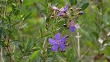 genus Tibouchina