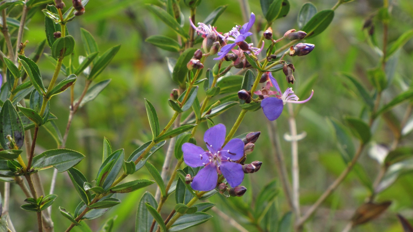 Изображение особи род Tibouchina.