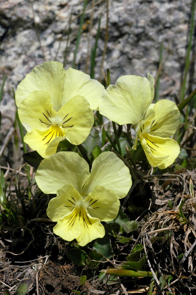 Изображение особи Viola altaica.