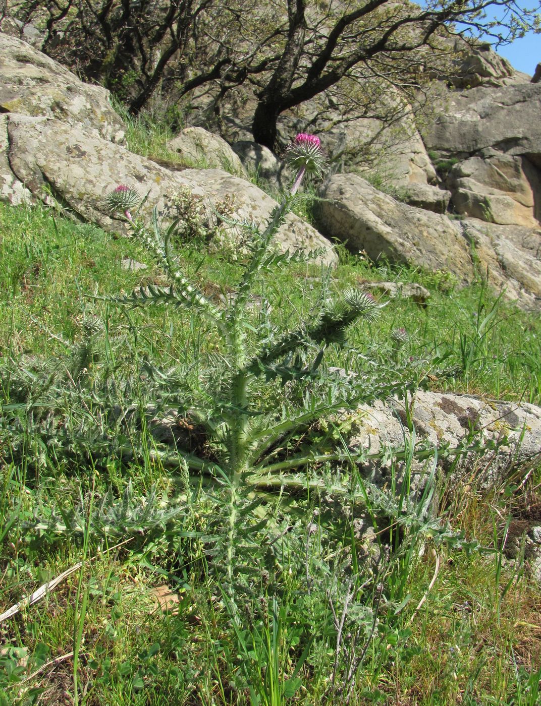 Image of Carduus uncinatus specimen.