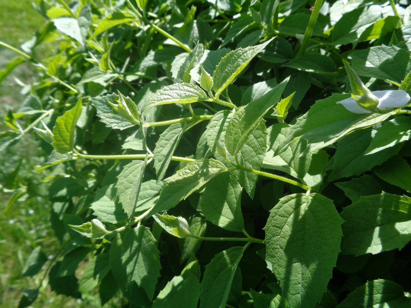 Image of genus Philadelphus specimen.