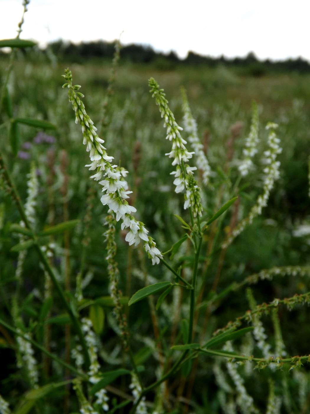 Изображение особи Melilotus albus.