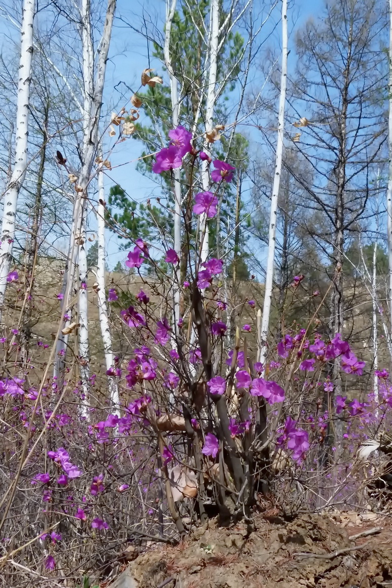 Изображение особи Rhododendron dauricum.