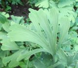 Ginkgo biloba