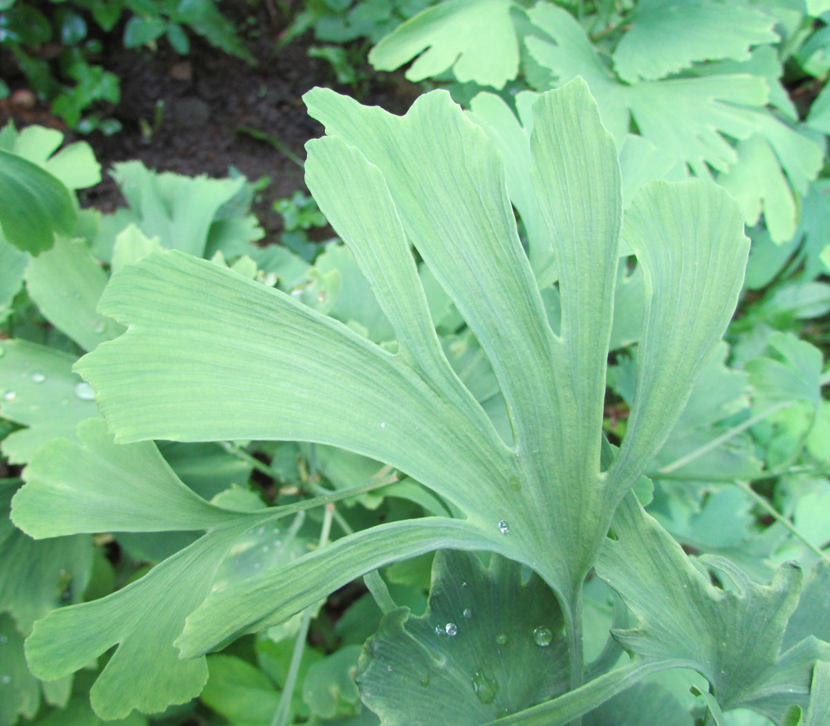 Image of Ginkgo biloba specimen.