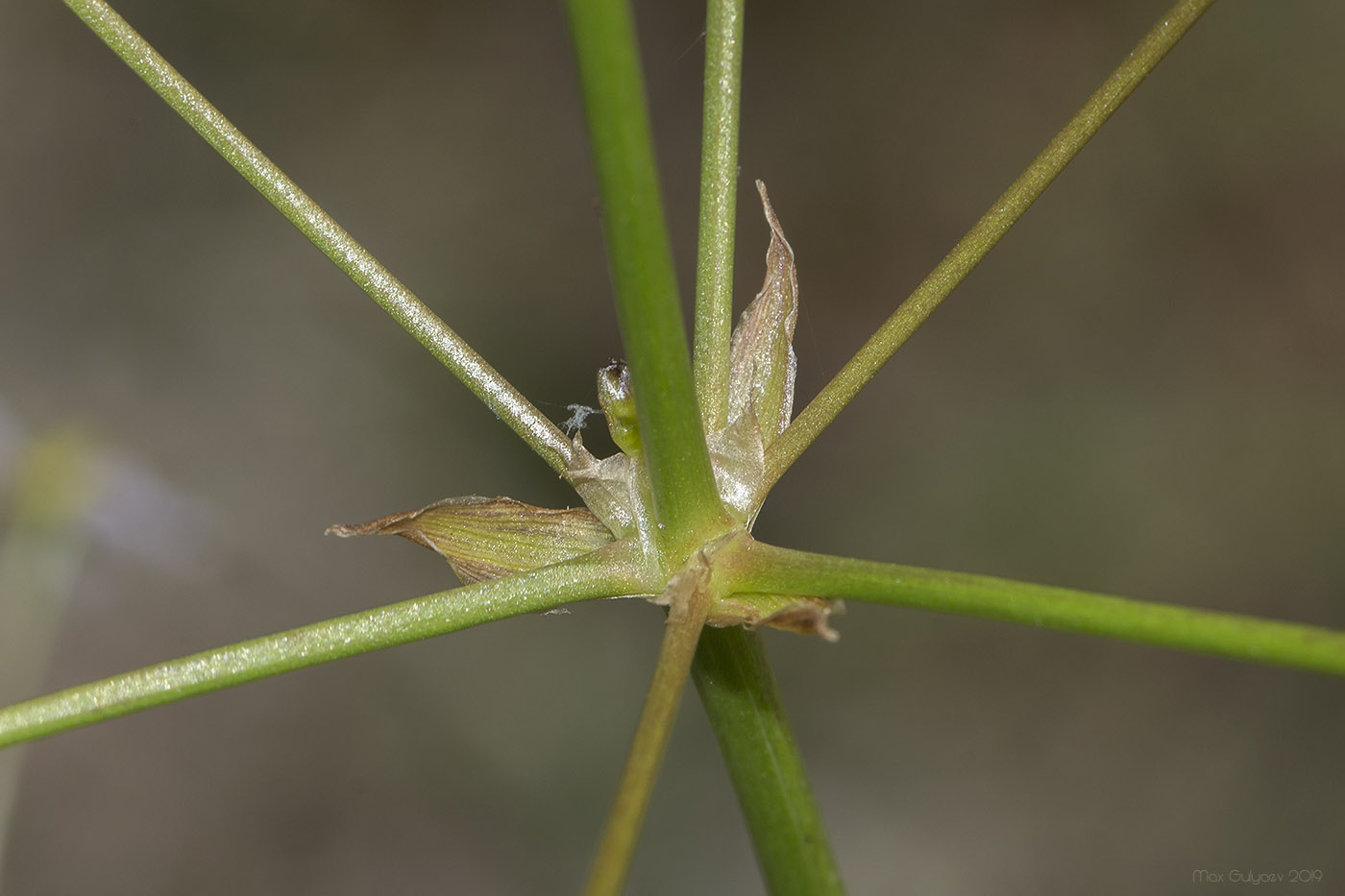 Image of Alisma lanceolatum specimen.