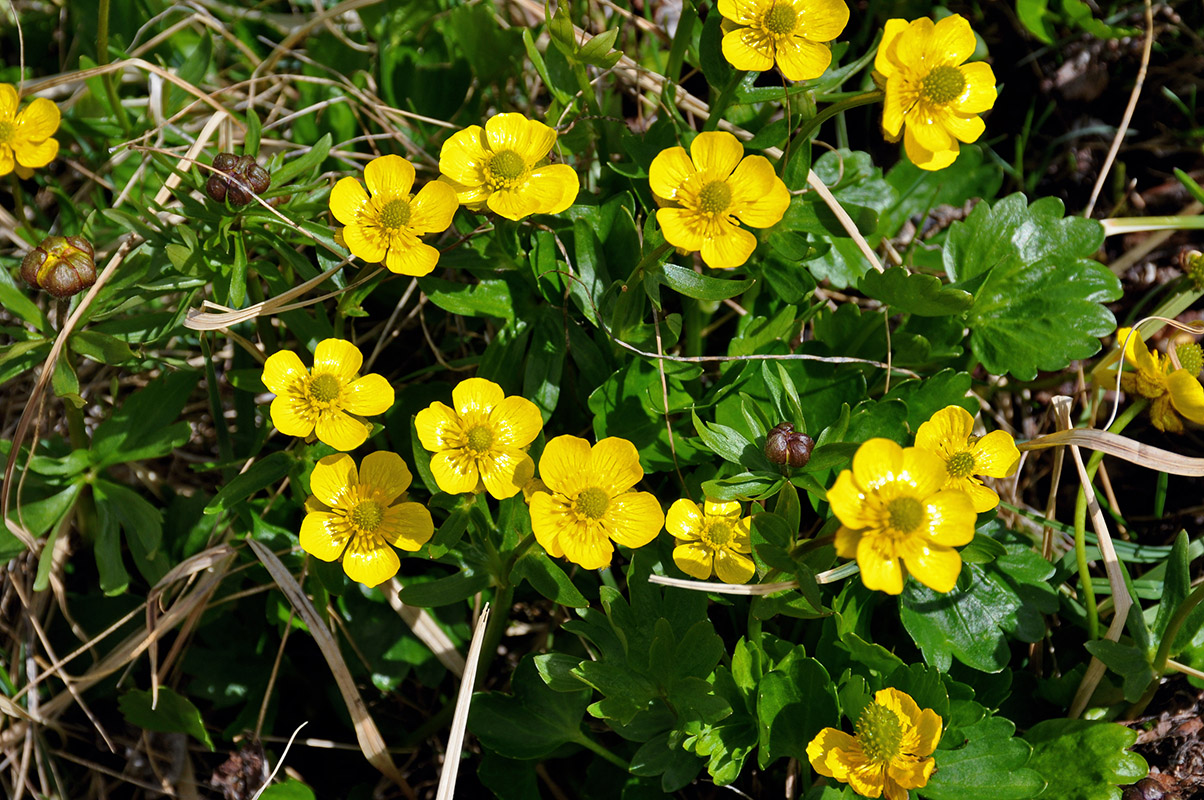 Изображение особи Ranunculus sulphureus.