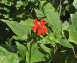 Lychnis chalcedonica. Верхушка побега с цветком и бутонами. Алтайский край, г. Барнаул, 5 км к югу от пос. Южный, среди кустарников. 13 июля 2019 г.