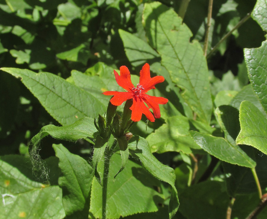 Изображение особи Lychnis chalcedonica.