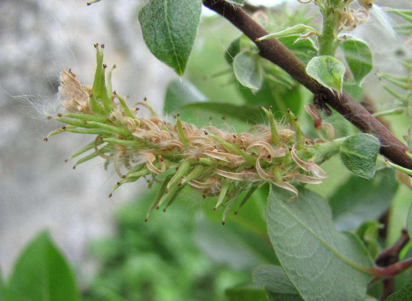 Изображение особи Salix kuznetzowii.